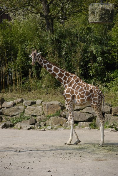 Giraffe