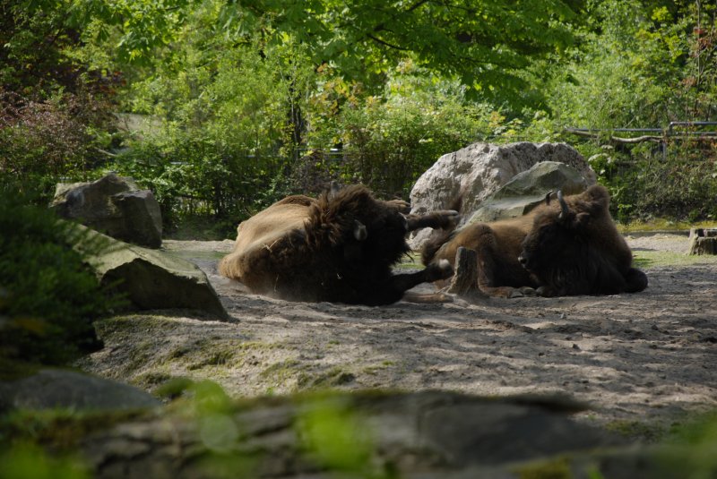 Wisent