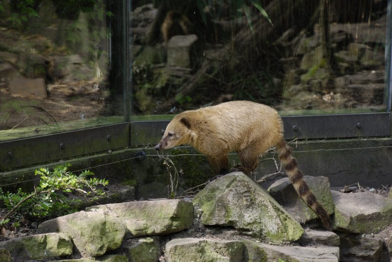 Südamerikanischer Nasenbär