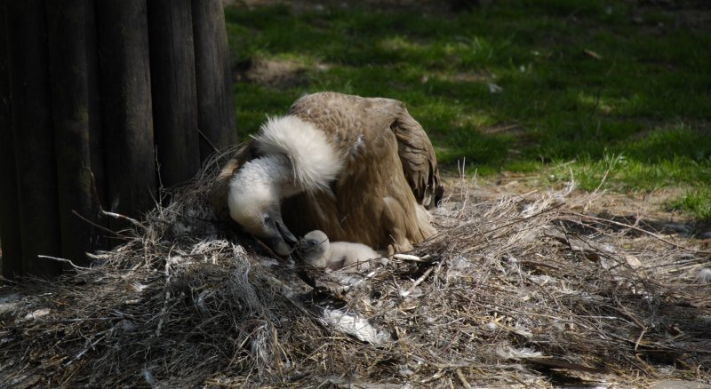 Gänsegeier mit Nachwuchs