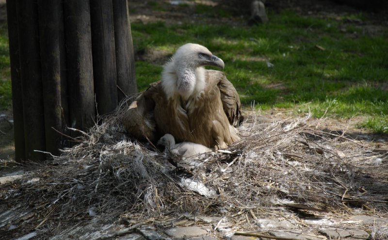 Gänsegeier mit Nachwuchs