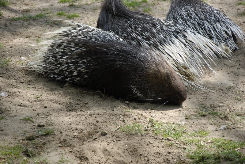 Stachelschwein