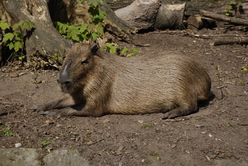 Capybara(Wasserschwein)