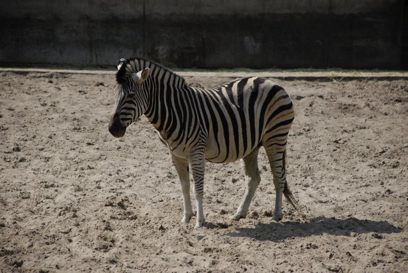 Zebra