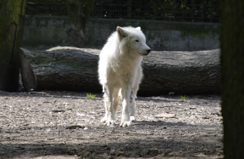 Arktiswolf
