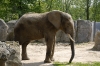 Elefant