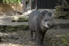 Tapir